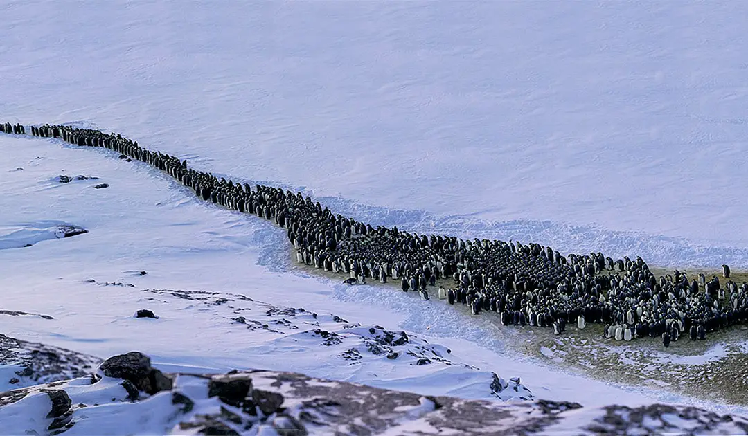 Emperor penguin count at Taylor Glacier
