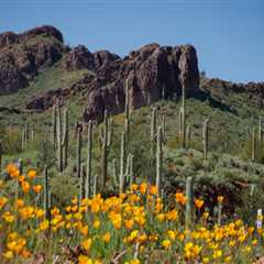 The Ultimate Guide to Gardening in Pinal County, Arizona