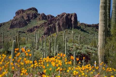 The Ultimate Guide to Gardening in Pinal County, Arizona