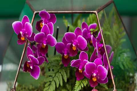 Creating the Perfect Environment for Orchid Gardening