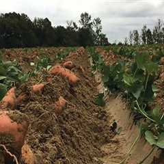 Sustainable Farming Practices: Crop Rotation and Soil Health in Waxhaw, North Carolina