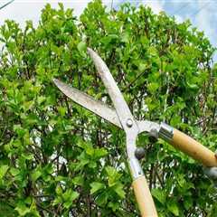 Understanding Tree Trimming and Pruning: Can It Be Done on Any Type of Tree?