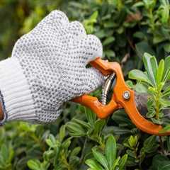 Essential Techniques for Effective Tree Trimming and Pruning