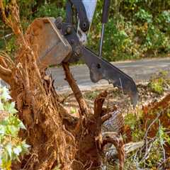The Hidden Dangers: Risks of Neglecting Tree Trimming and Pruning