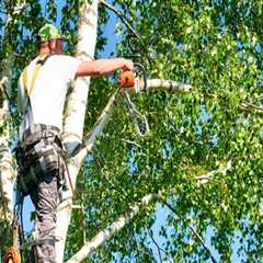 The Essential Guide to Tree Trimming and Pruning: Enhancing Tree Health