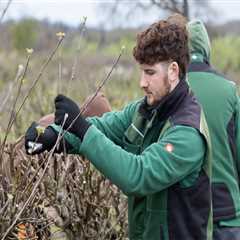Understanding Tree Trimming and Pruning: Best Practices for Weather Conditions