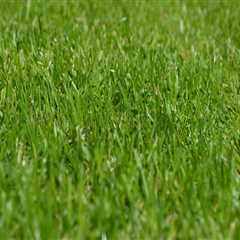 Enhance Your Green Spaces with Toledo's Urban Forestry Experts