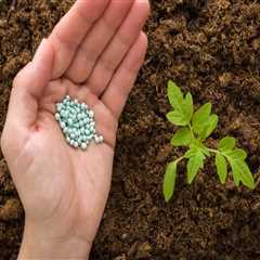Harnessing Natural Fertilizers for Sustainable Gardening Success