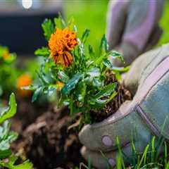 Enhancing Pollination in Your Sustainable Garden