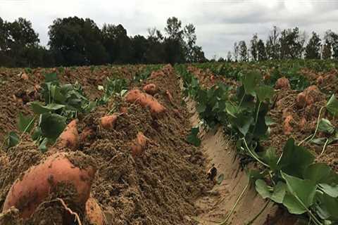 Sustainable Farming Practices: Crop Rotation and Soil Health in Waxhaw, North Carolina