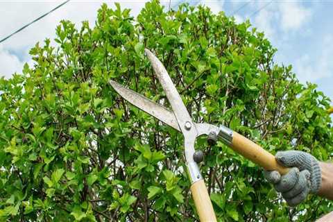 Understanding Tree Trimming and Pruning: Can It Be Done on Any Type of Tree?