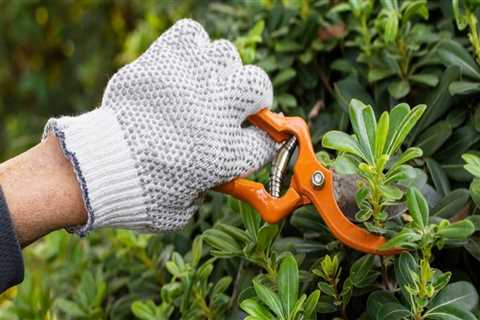 Essential Techniques for Effective Tree Trimming and Pruning