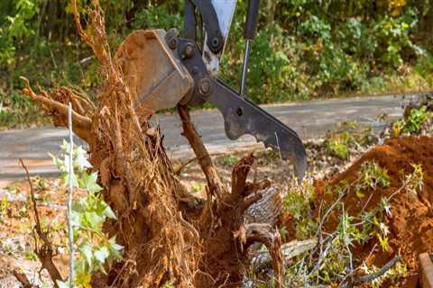 The Hidden Dangers: Risks of Neglecting Tree Trimming and Pruning