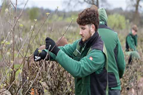 Understanding Tree Trimming and Pruning: Best Practices for Weather Conditions