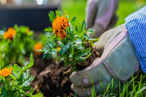 Enhancing Pollination in Your Sustainable Garden