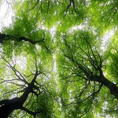 Understanding the Benefits of Tree Inventory for Effective Tree Management