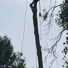 The Essential Benefits of Effective Tree Management