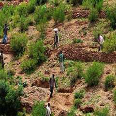 The Impact of Climate Change on Tree Management Practices