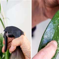 Essential Tips for Cleaning Indoor Plant Leaves