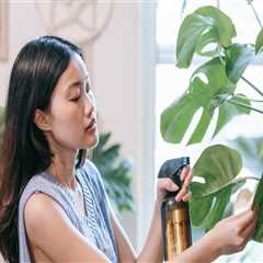 Effective Natural Remedies for Pest Control in Indoor Plant Care