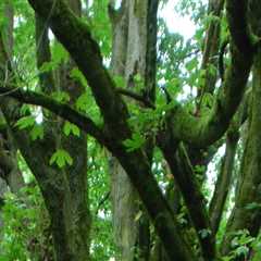 The Vital Role of Tree Management in Our Ecosystem