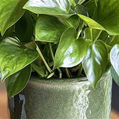Mastering Indoor Plant Care: The Essential Guide to Watering