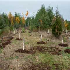 Effective Strategies for Tree Management During Construction Projects