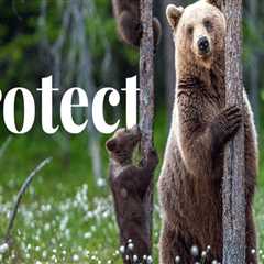 The Role of Tree Management in Preserving Wildlife Habitats