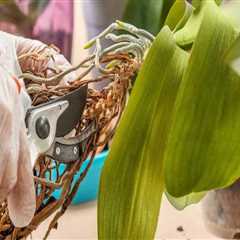 Essential Orchid Care Tips: Mastering the Art of Pruning Your Orchid