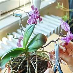 Recognizing the Right Time to Divide Your Orchids for Optimal Care