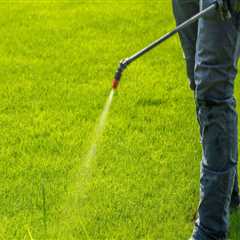 Effective Lawn Fertilization Strategies to Control Common Weeds