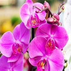 Understanding Orchid Blooming: Key Care Tips for Your Orchid's Next Flowering