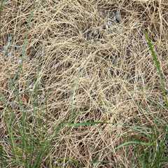 Identifying Signs of Over-Watering Your Lawn After Fertilization