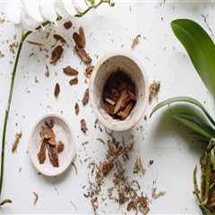 Signs Your Orchid Needs Repotting: Essential Orchid Care Tips