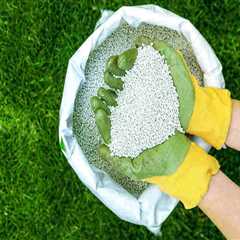 Understanding Lawn Fertilization: A Complete Guide to Healthy Grass