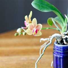 Understanding Fertilization Needs for Healthy Orchids