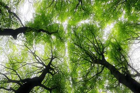 Understanding the Benefits of Tree Inventory for Effective Tree Management