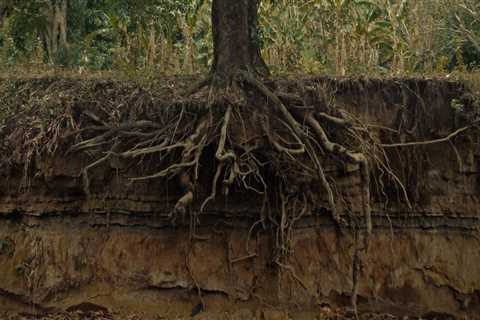 Understanding the Tree Removal Process: A Guide to Effective Tree Management