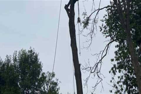 The Essential Benefits of Effective Tree Management