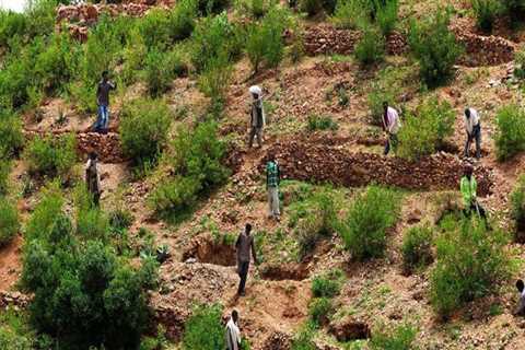 The Impact of Climate Change on Tree Management Practices
