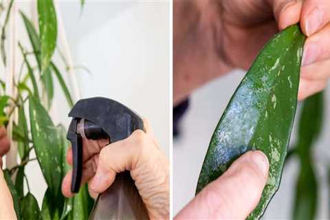 Essential Tips for Cleaning Indoor Plant Leaves