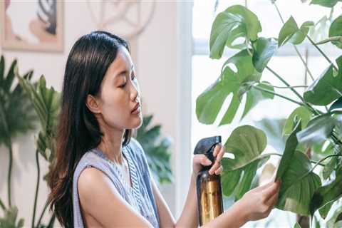 Effective Natural Remedies for Pest Control in Indoor Plant Care