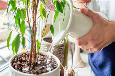 Common Indoor Plant Care Mistakes and How to Avoid Them