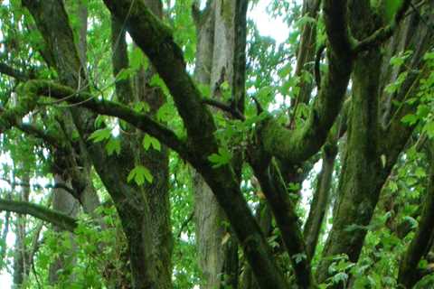 The Vital Role of Tree Management in Our Ecosystem