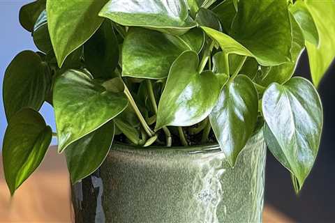 Mastering Indoor Plant Care: The Essential Guide to Watering