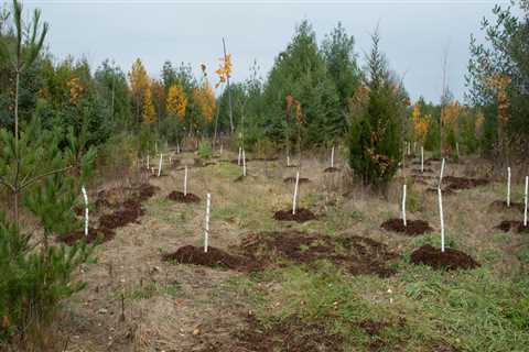 Effective Strategies for Tree Management During Construction Projects