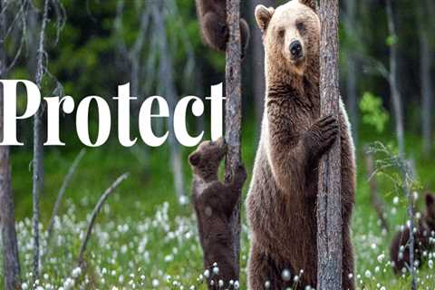 The Role of Tree Management in Preserving Wildlife Habitats