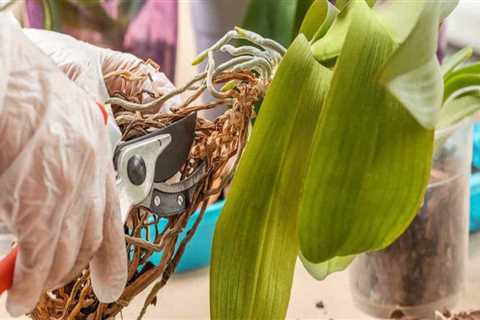 Essential Orchid Care Tips: Mastering the Art of Pruning Your Orchid