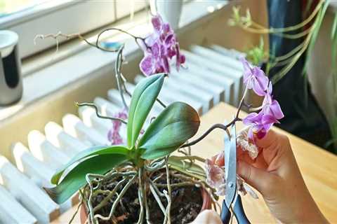 Recognizing the Right Time to Divide Your Orchids for Optimal Care