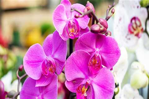 Understanding Orchid Blooming: Key Care Tips for Your Orchid's Next Flowering